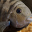 Peces